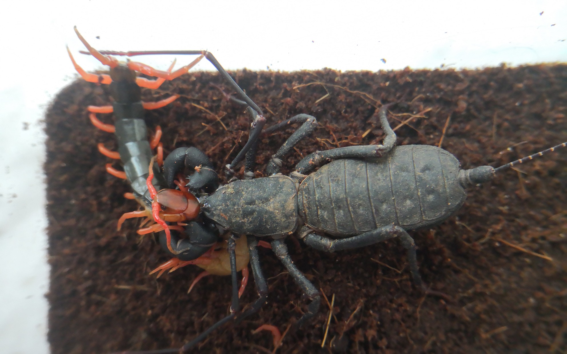 黑盾鞭蝎捕食少棘蜈蚣_哔哩哔哩_bilibili