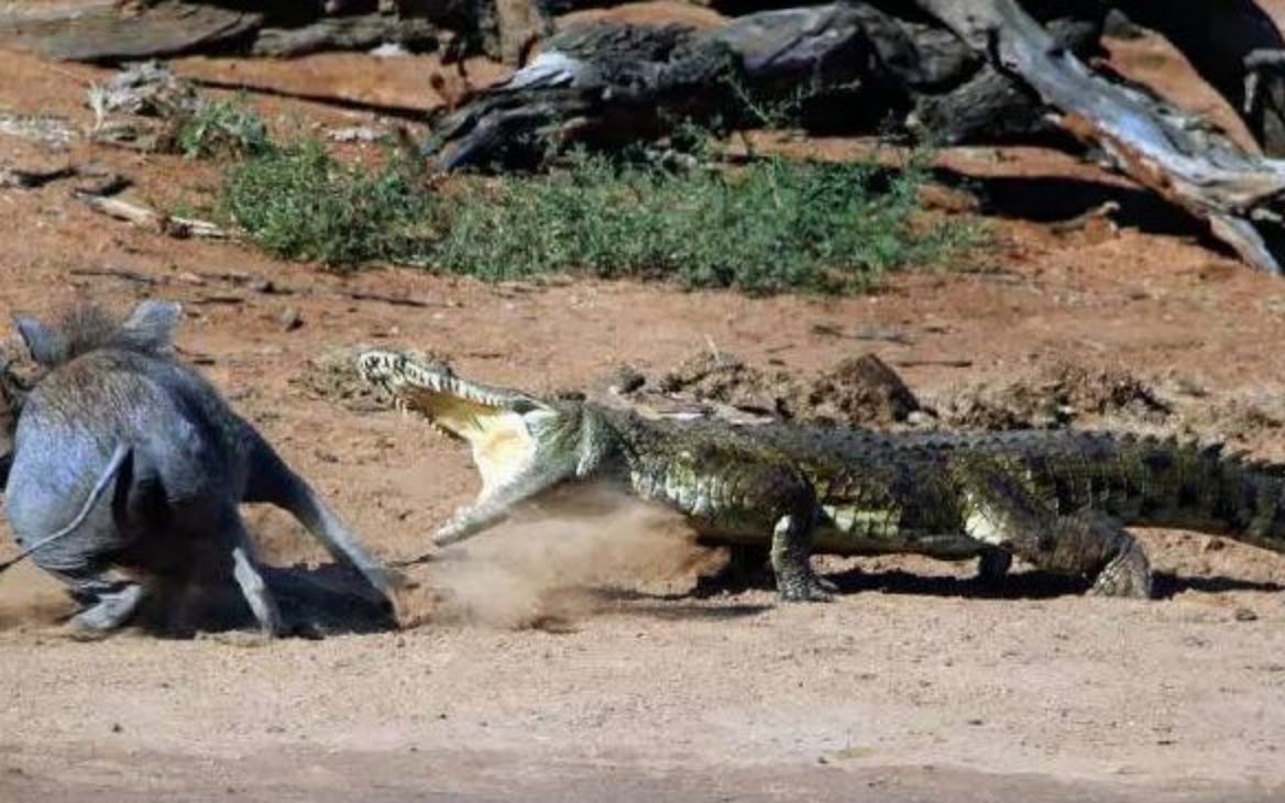 鳄鱼水边偷袭小野猪,惨遭野猪妈妈暴打,镜头记录全过程!