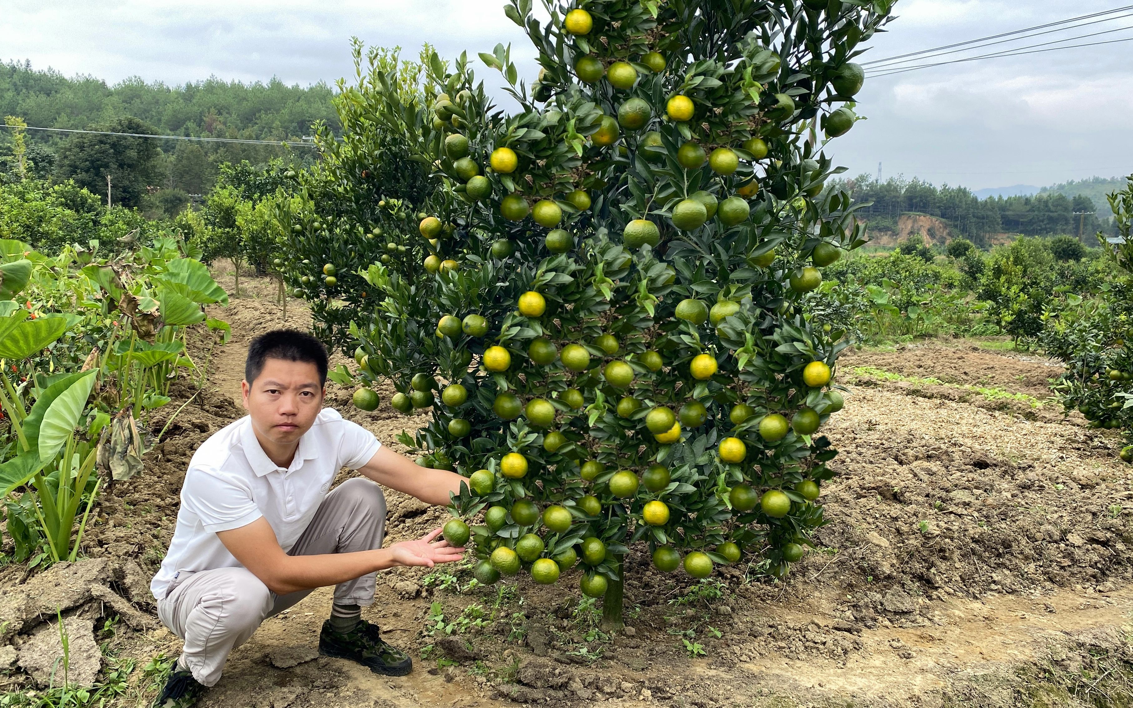 卖树苗老板果然没骗人,花高价买的广西果苗,第一年挂果产量惊人哔哩哔哩bilibili