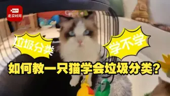 如何教一只猫学会垃圾分类？