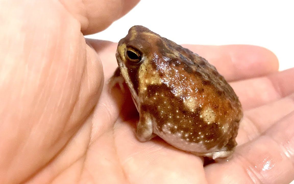 馒头蛙逐一介绍蛙儿子系列178パンパ78