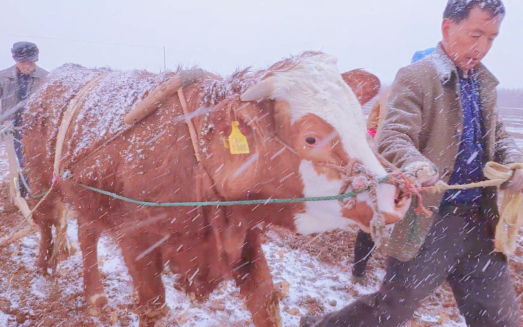 [图]实拍西北农民冒雪播种蚕豆，恰似一副《春雪农耕图》，难得一见