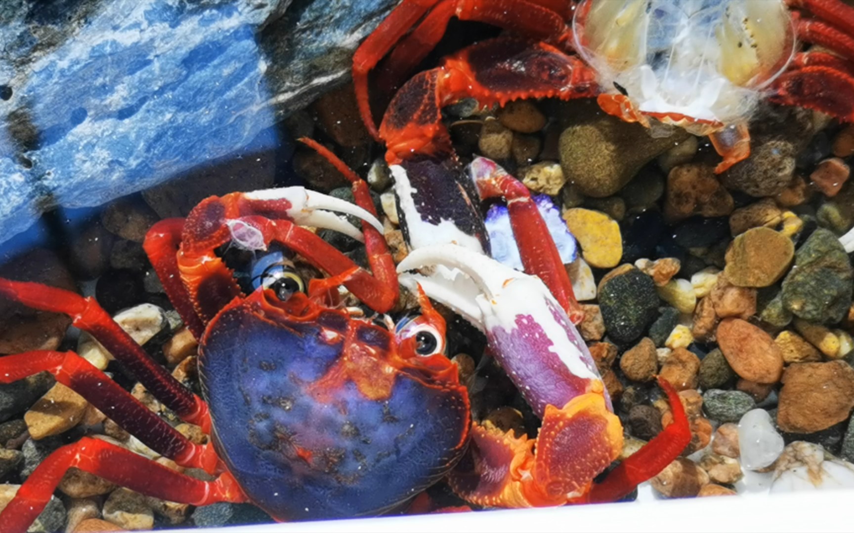 【螃蟹生活记录】新内溪蟹吃壳