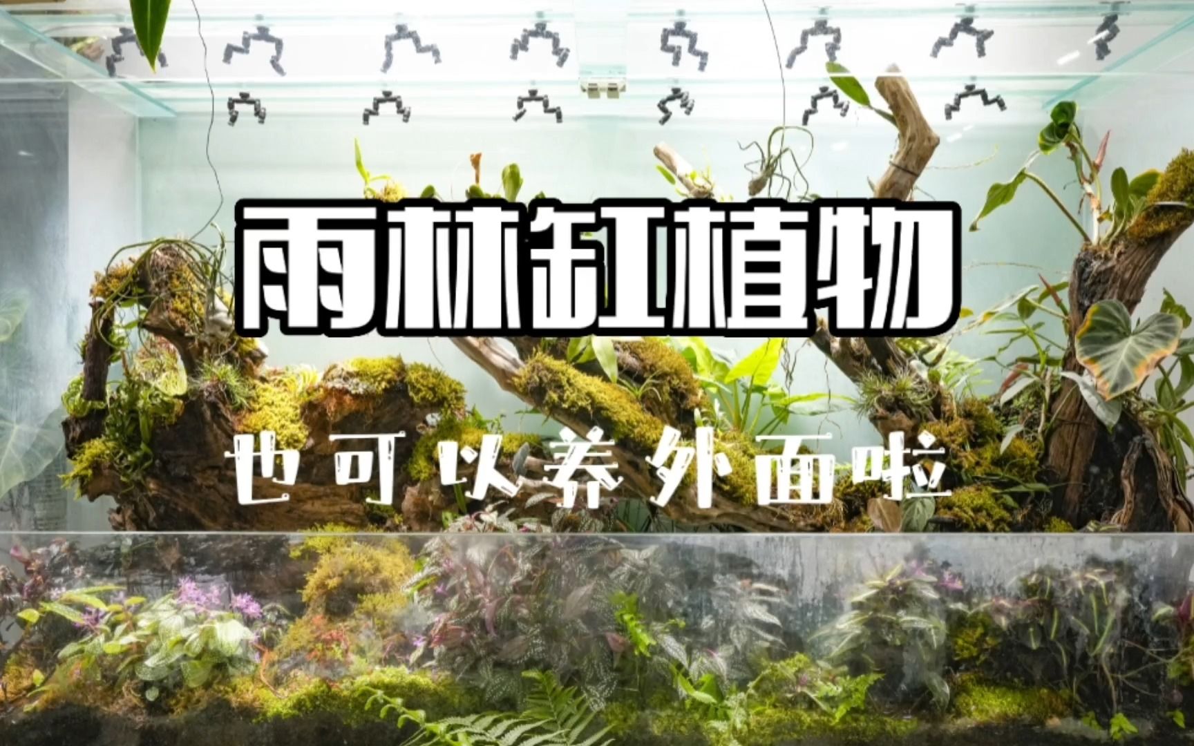 安利一种可以养在外面的雨林缸植物——蜂斗草哔哩哔哩bilibili