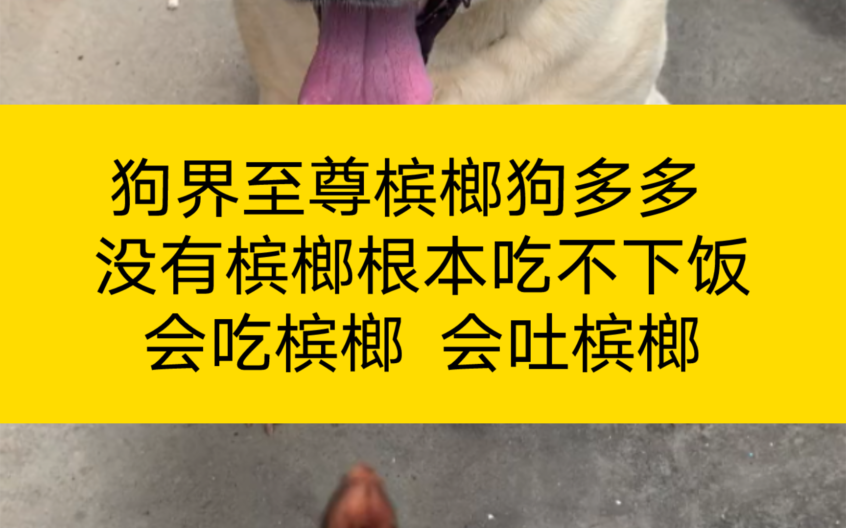 狗界 至尊槟榔狗多多 没有槟榔根本吃不下饭 会吃槟榔 会吐槟榔哔哩哔哩bilibili