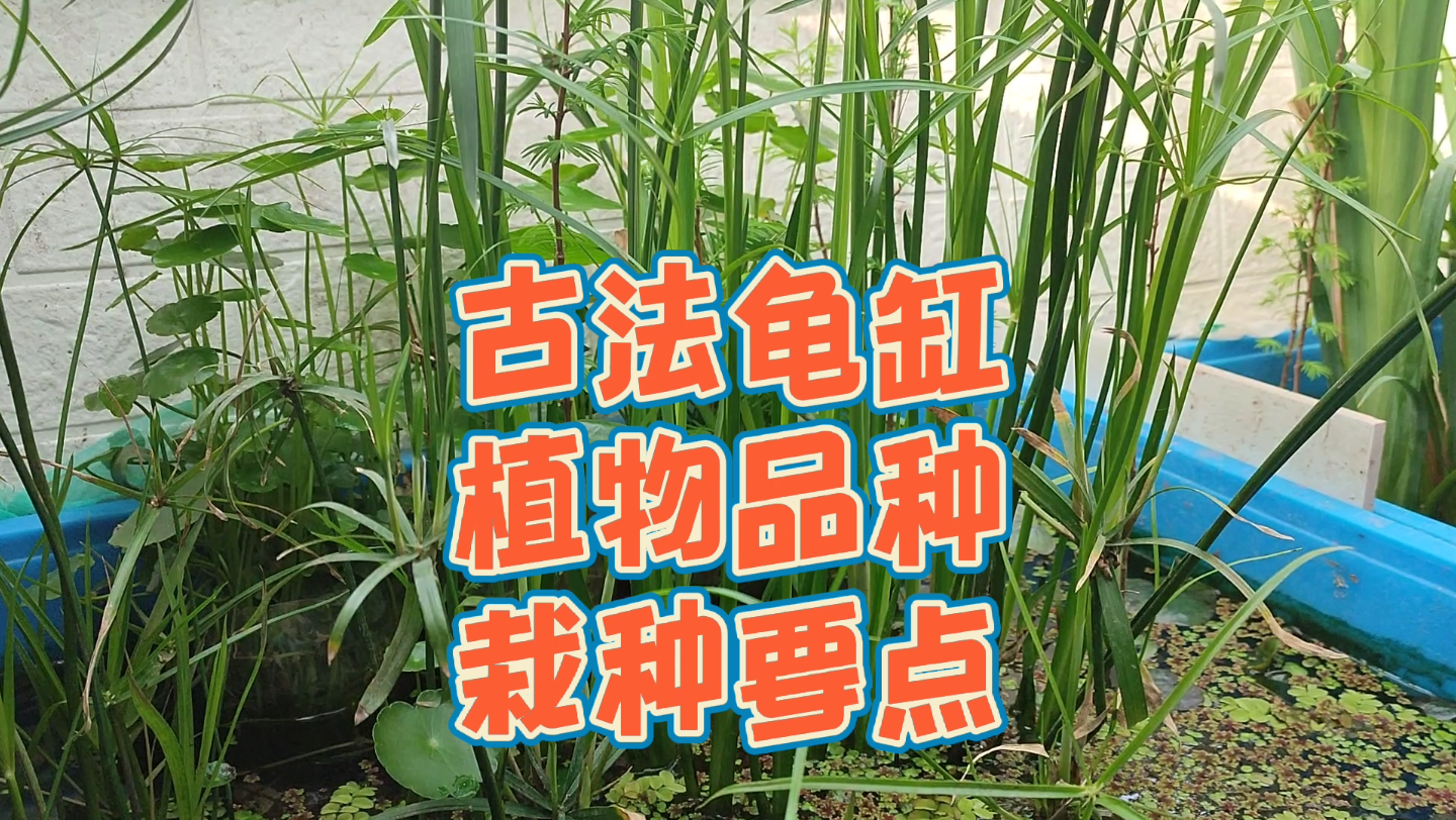 乌龟缸植物推荐,适合栽种在乌龟缸里的植物特点,古法生态龟缸种植物要点和注意事项,乌龟缸里种什么植物好?有这几个特点的水草植物,都可以种植...