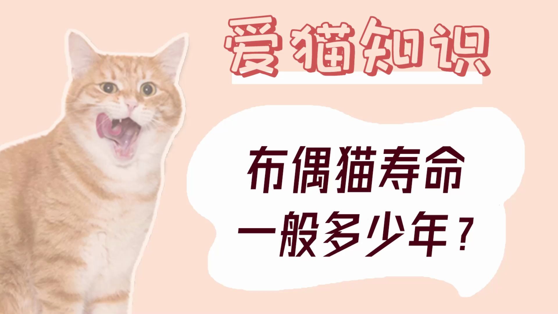 布偶猫寿命一般多少年?哔哩哔哩bilibili