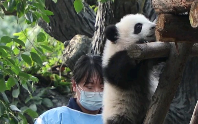 大熊猫福多多的妈妈图片