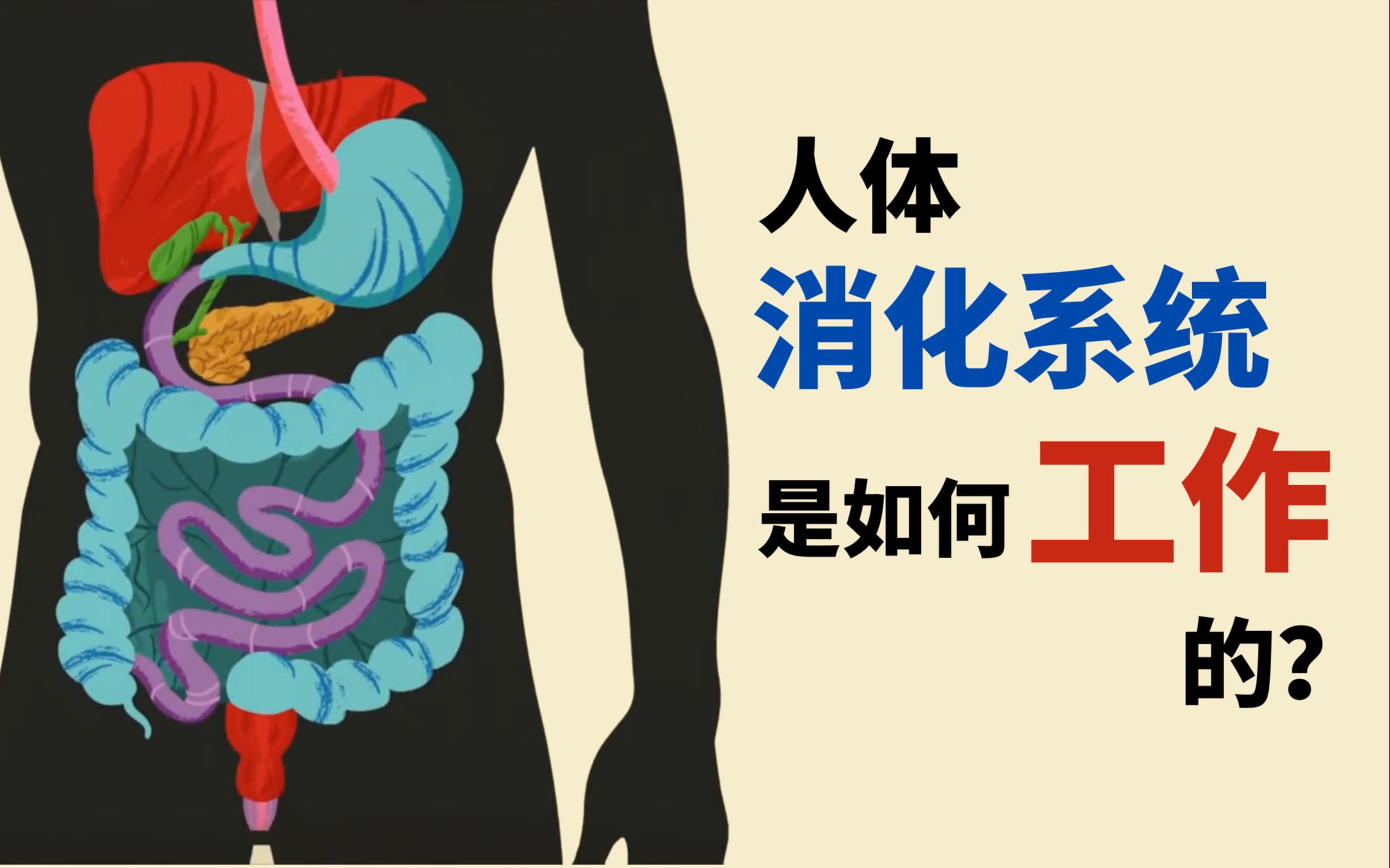 [图]【消化系统】食物在人体内的整个旅程