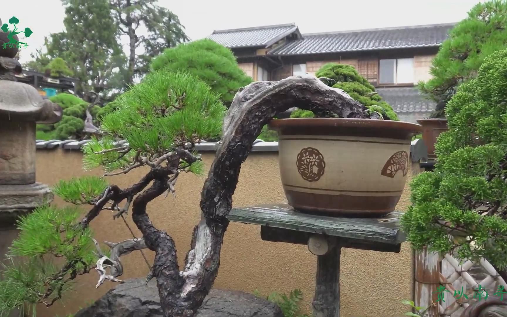 一盆上万的盆景,造型独特意境美,喜欢悬崖式松树盆景,悦目娱心哔哩哔哩bilibili