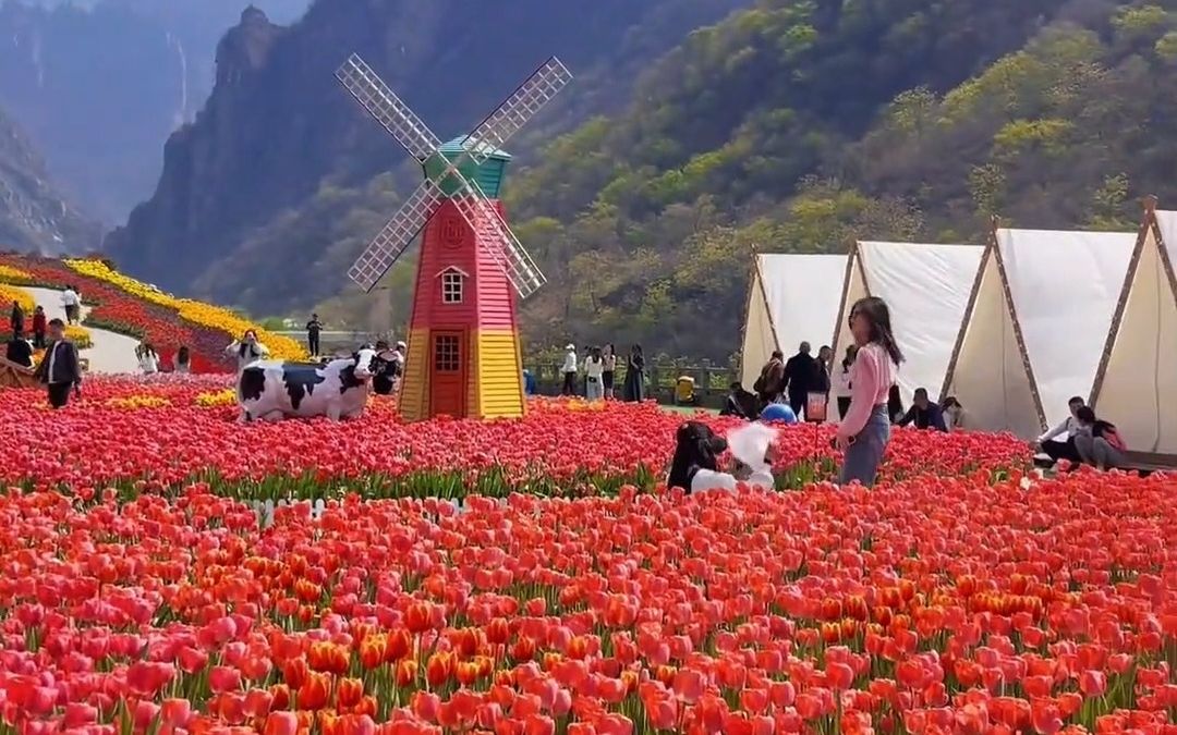 河南宝泉郁金香风景区图片