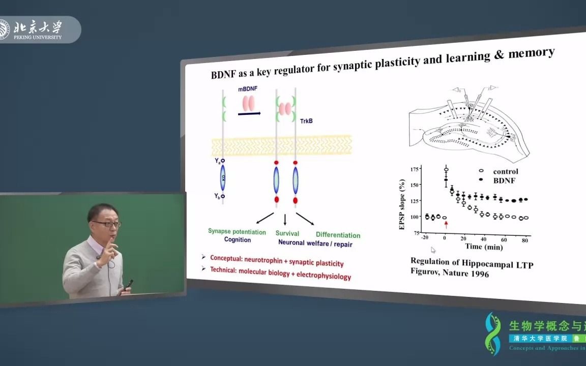 4.BDNF的基础与临床进展、DBS和人机交互哔哩哔哩bilibili