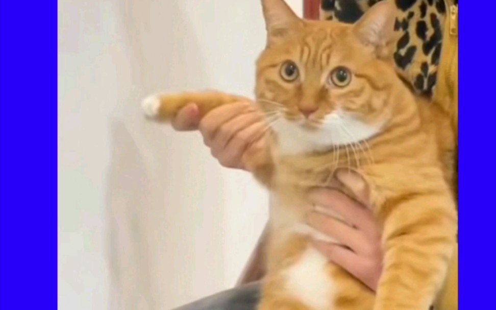 salutev向行军礼向致敬尤指公开地赞扬颂扬尤指用手或身体动作向打