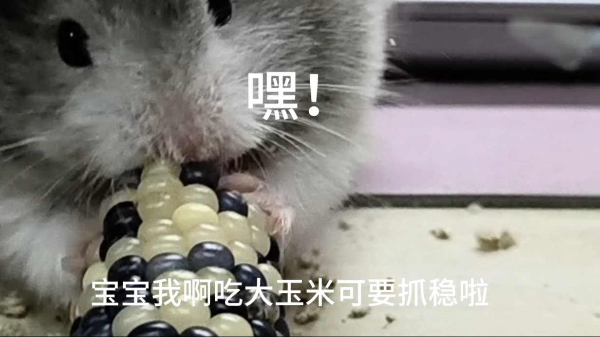 老鼠吃玉米