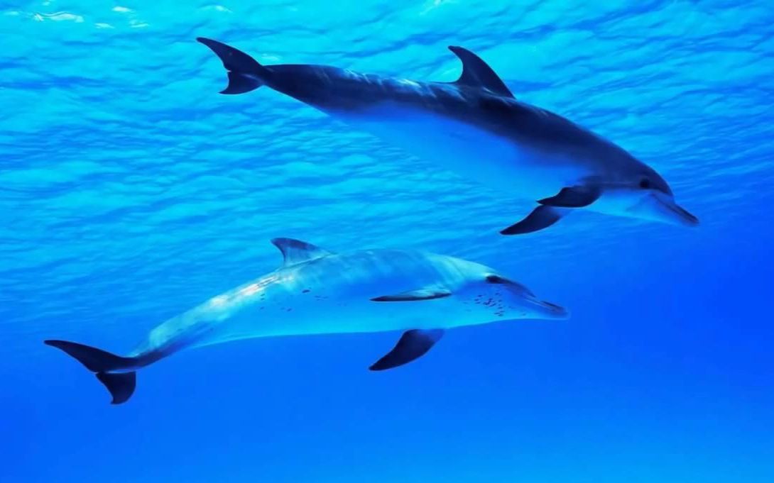 【海豚睡眠冥想】8 HOURS Relaxing Music  Dolphin Sounds  Sleep哔哩哔哩bilibili