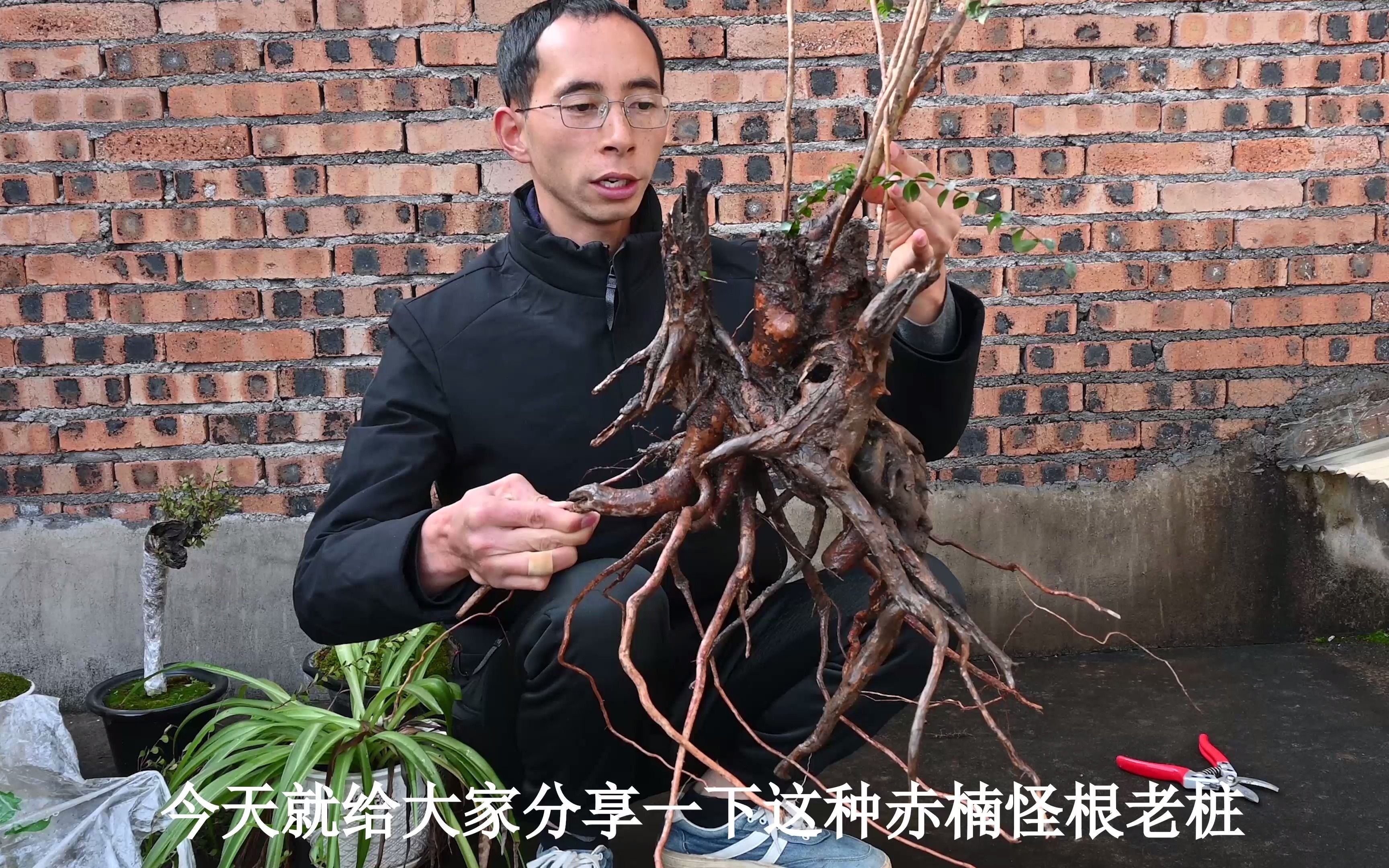 怪根赤楠入盆种植整个过程一看明了大家觉得成活率怎样