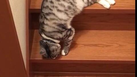 日本网友拍摄自家猫下楼梯再次证明猫咪是液体的原标题 流れるように落ちていく猫 流動体 哔哩哔哩