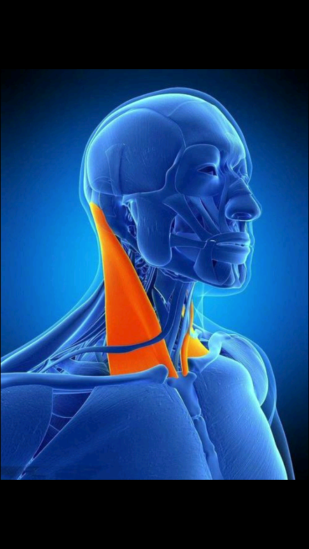 胸锁关节的相关肌肉图片