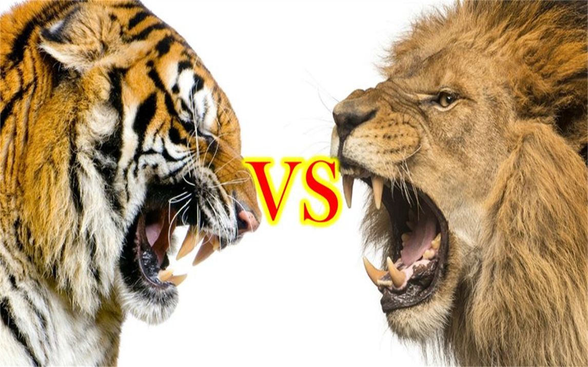 狮子和老虎打架图片