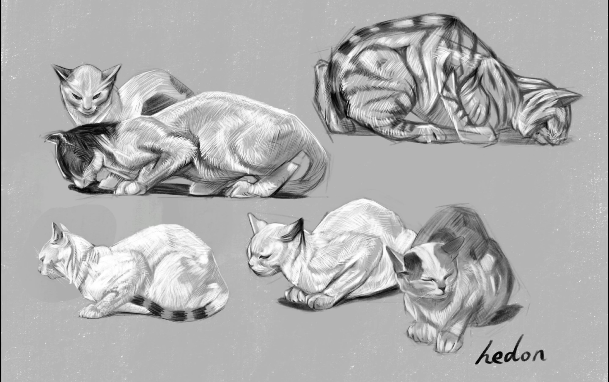 ipad绘画手绘猫动态素描procreate临摹猫咪造型插画喵星人