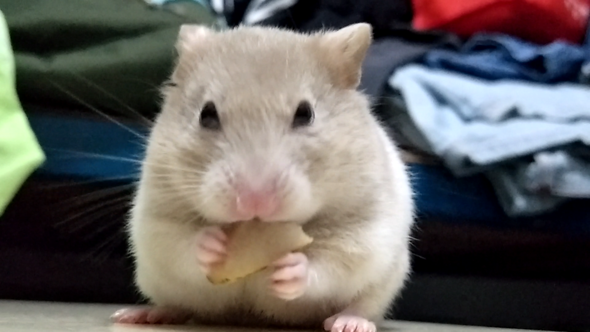 金丝熊吃梨停不下来高清鼠片