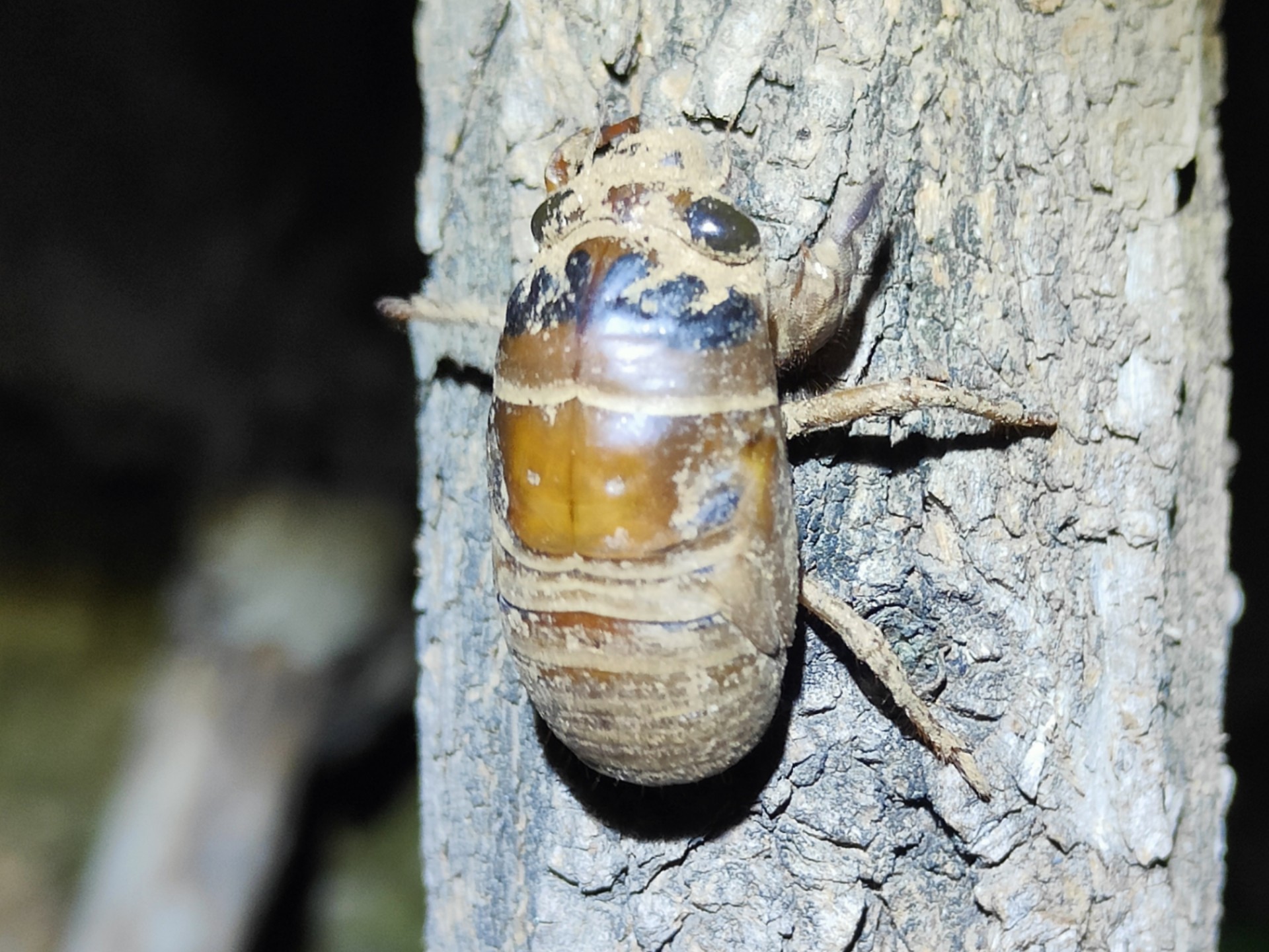 手电水桶树林边,抓知了猴第五天.2025年,抓知了猴的季节开始了