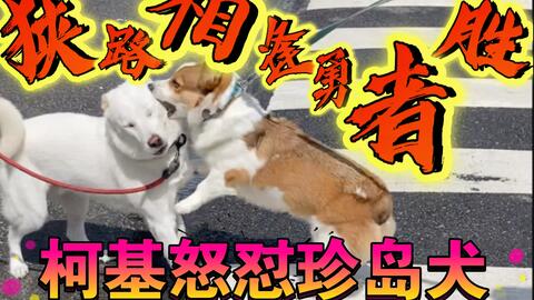 柯基 狭路相逢勇者胜 小短腿怒怼珍岛犬 哔哩哔哩