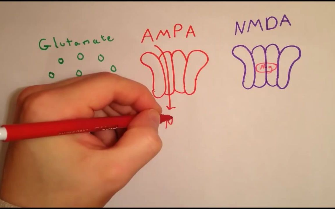 【STDP】<中英字幕>synaptic plasticity 突触可塑性的解释和原理哔哩哔哩bilibili