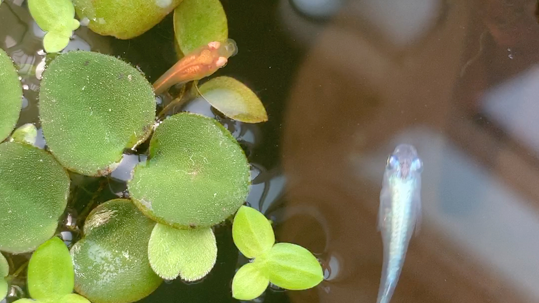 累了,就枕一叶浮萍,索吻.