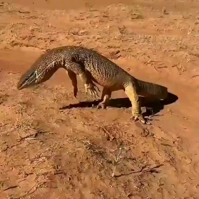 双腿站立的尼罗河巨蜥,神似哥斯拉