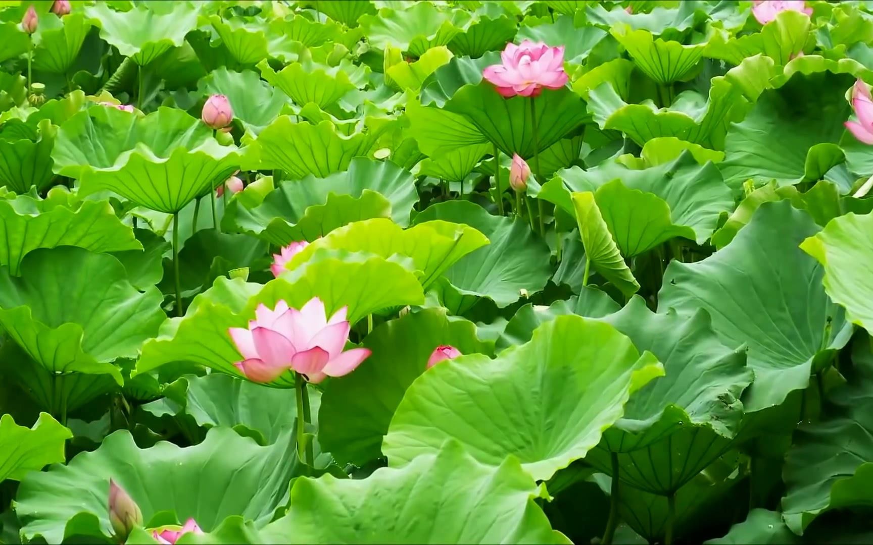 [图]唯美自然景色池塘荷花魅力绽放荷花