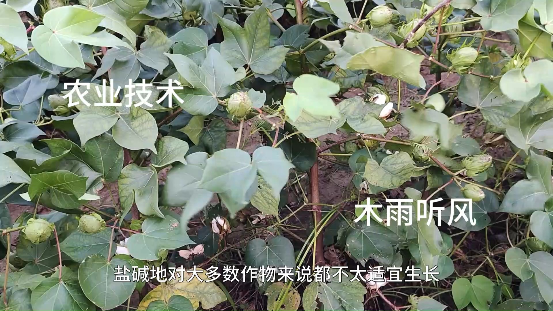 盐碱地适合种植什么经济作物?哔哩哔哩bilibili