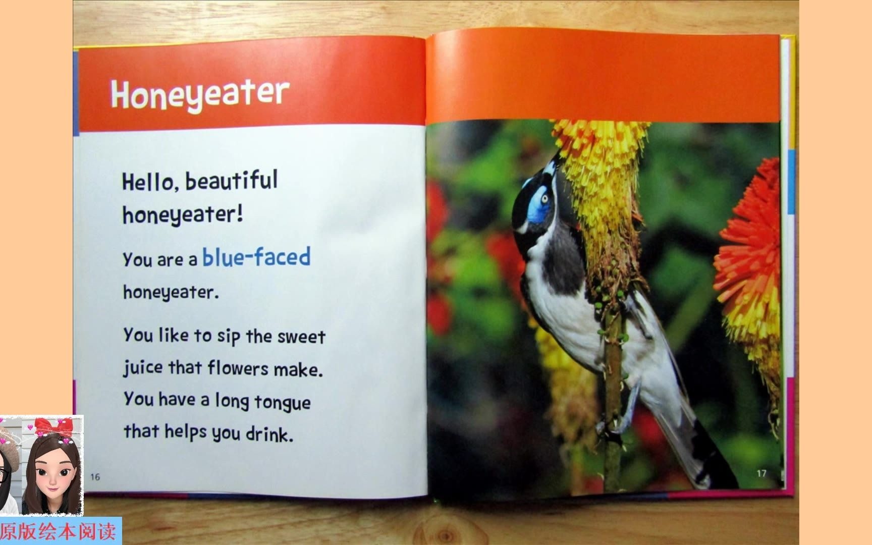 [图]【英文绘本阅读】Hello, Beautiful! Feathered Animals: honeyeater 《你好，美丽！有羽毛的动物》之吸蜜鸟