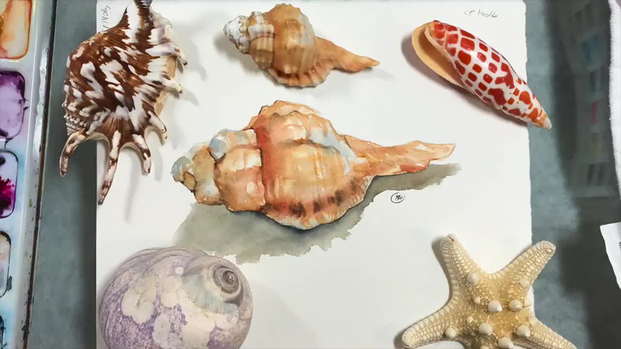 【水彩】海螺,maria raczynska的水彩视频教程