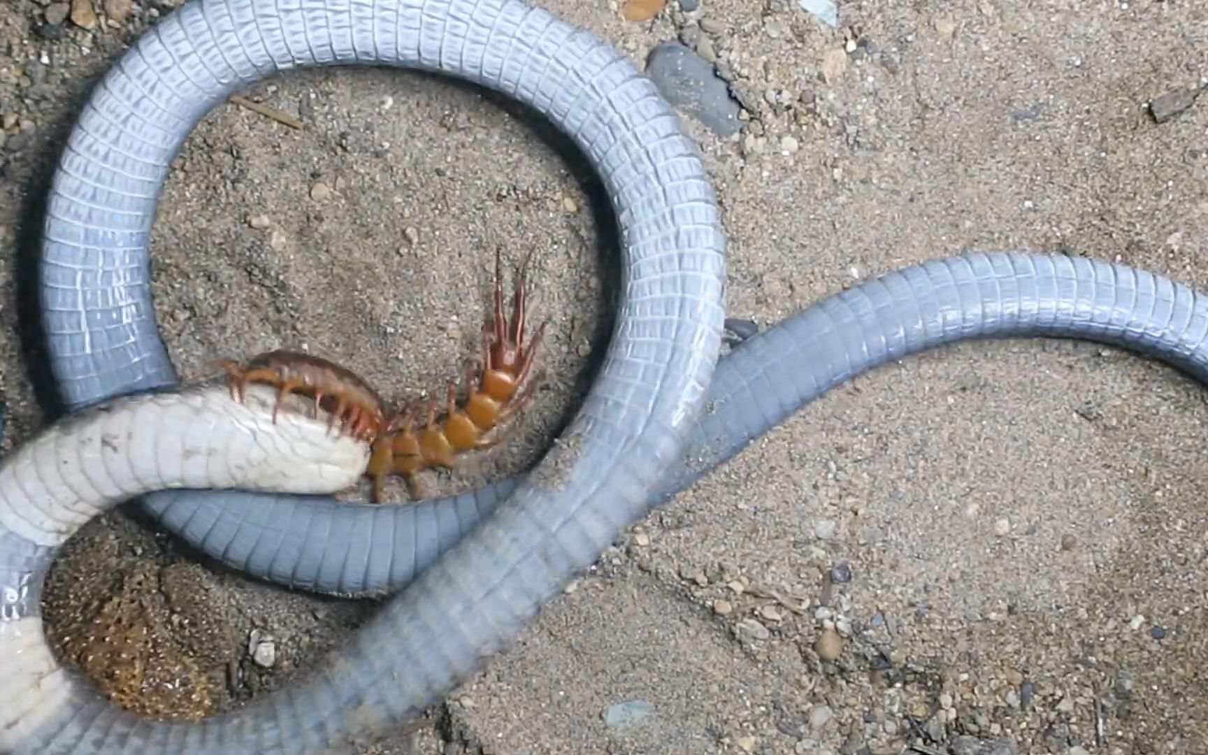 又是牛蛙又是蜈蚣这是打算给眼镜蛇补补啊_哔哩哔哩_bilibili