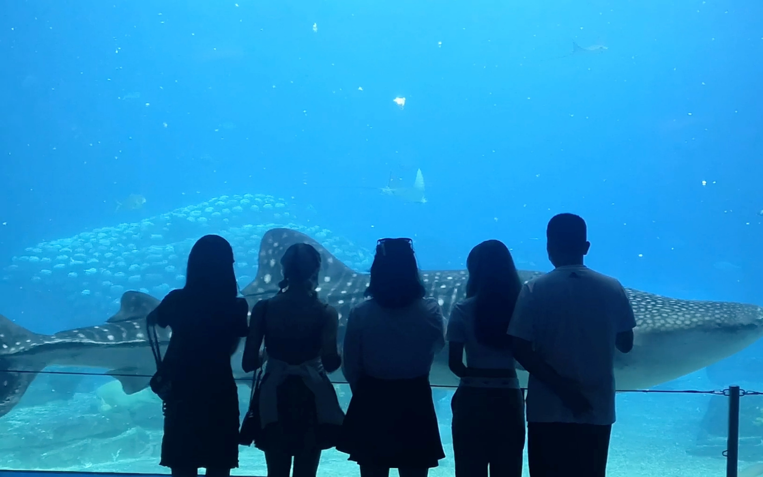 [图]【Aquarium Vlog】静静地看着 它慢慢地游