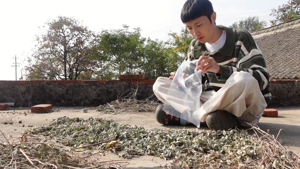 继留兰香薄荷和栀子,今天又种下了第三种植物——萱草(黄花菜)哔哩哔哩bilibili