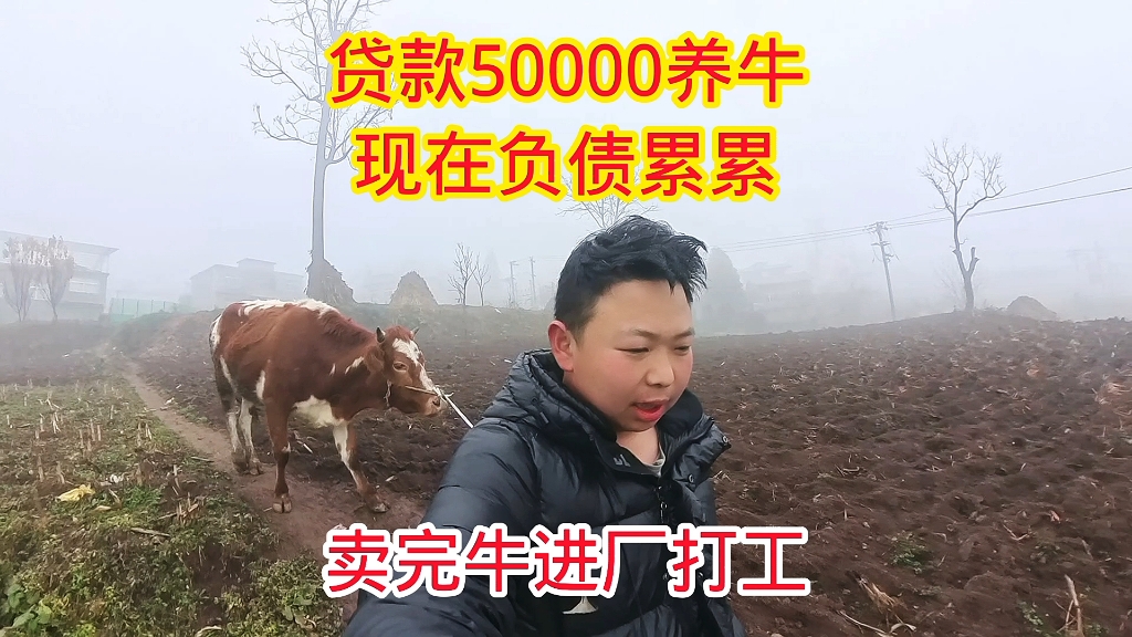 牛价为什么这么便宜?打工娃家贷款50000养牛,现在负债累累哔哩哔哩bilibili