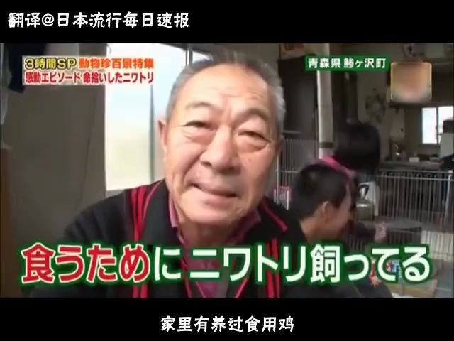 【日综】日本青森县鲹泽町有一户人家的家里有一只”不能被吃掉的鸡“.这户人家曾经养过许多鸡但尽数被吃,唯独这只鸡被留着.那么是什么原因呢?...