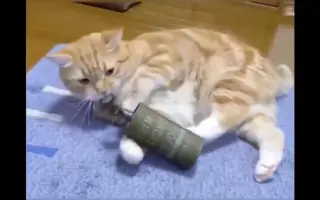 爆笑短视频#喵星人是怎么炸掉房子的