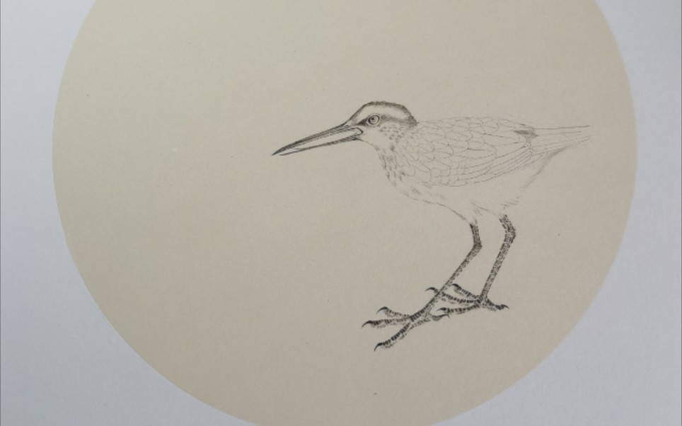 【国画教程】工笔禽鸟_鸟爪刻画