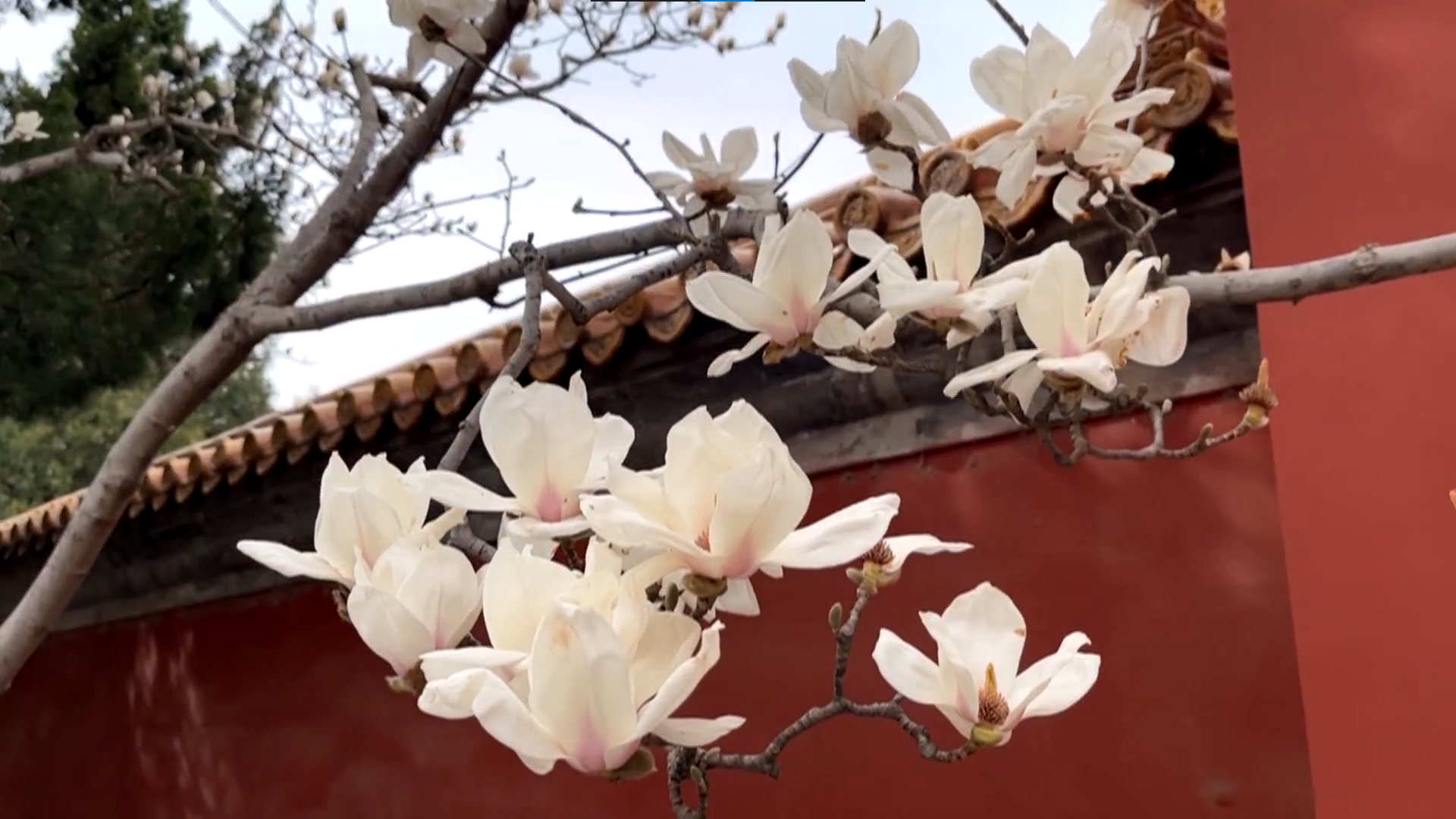 红墙碧瓦映衬玉兰花冰清玉洁 来地坛公园赏最浪漫的春色