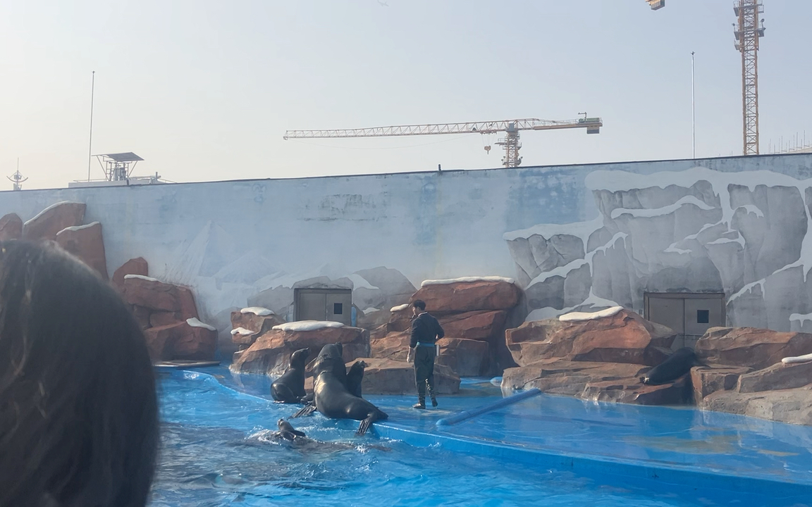 海昌海洋公园海豹上岸