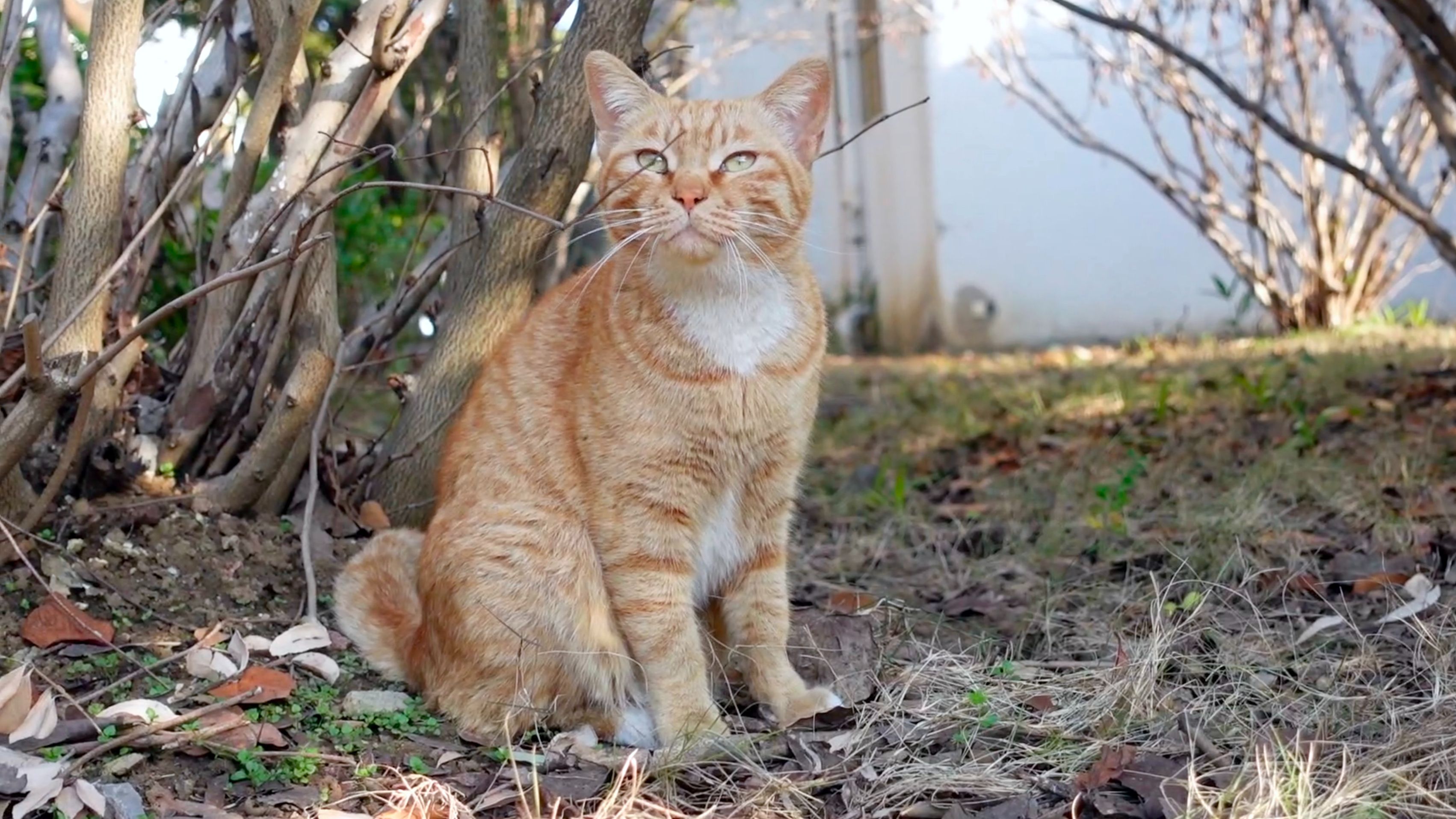 软软的大橘猫软软的,小小的玳瑁尾巴翘老高
