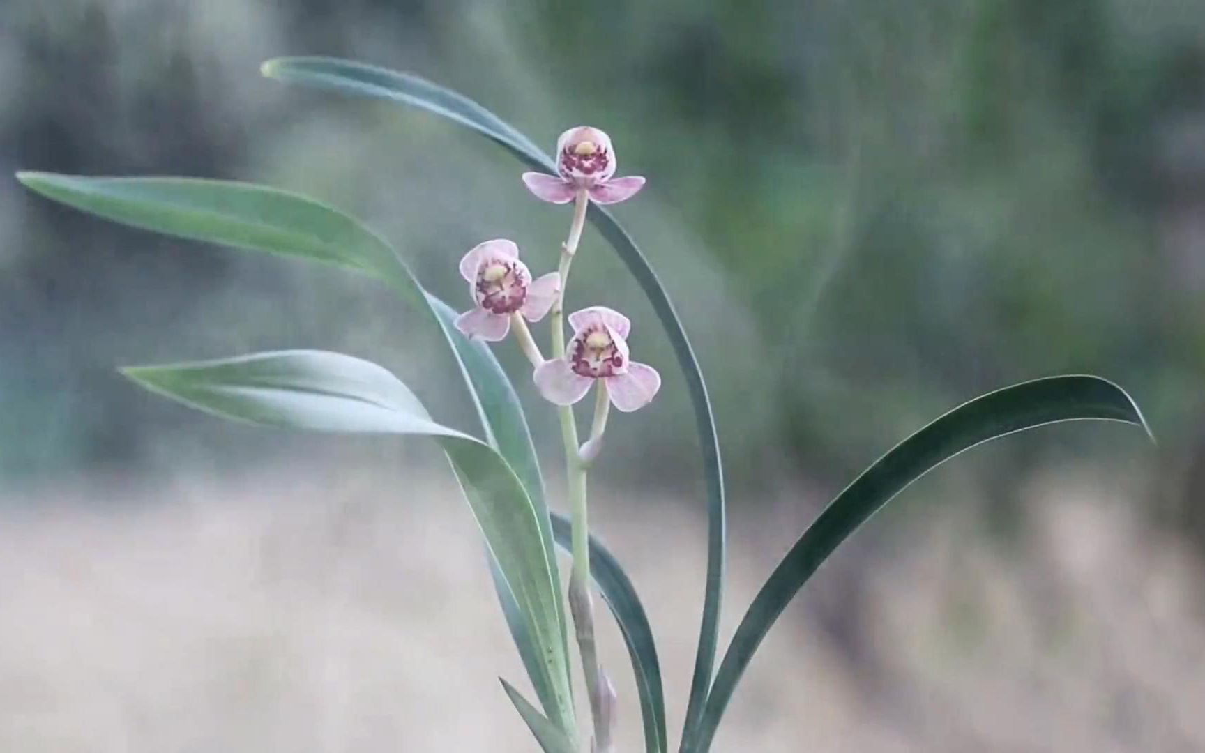 世界顶级名曲《心兰相随》纯音乐,天籁之音,空灵唯美陶醉