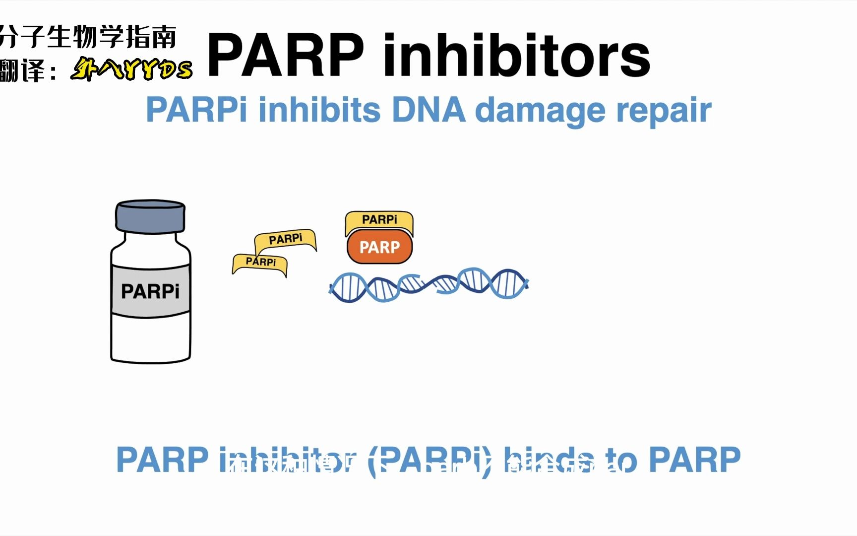 【分子生物学指南】【中英】PARP inhibitors抑制PARP聚(ADP核糖基)酶的活性哔哩哔哩bilibili