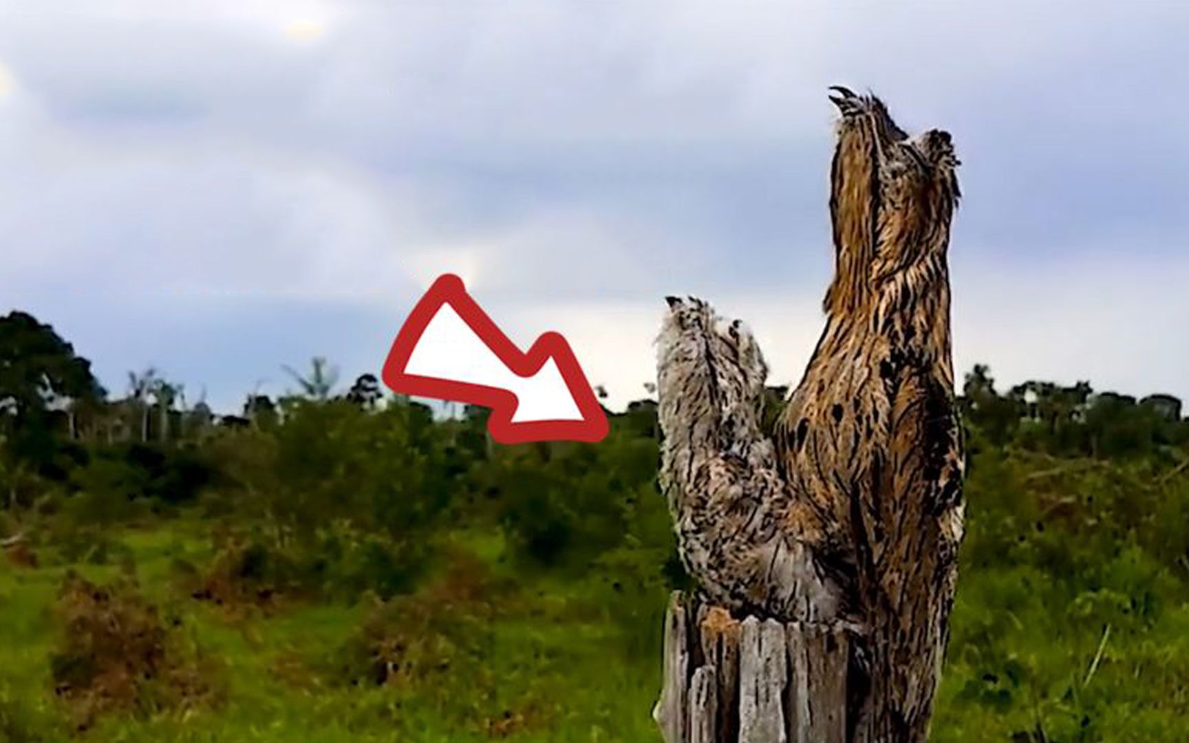 动物世界"伪装大师",只为躲避天敌,一装就是一辈子!