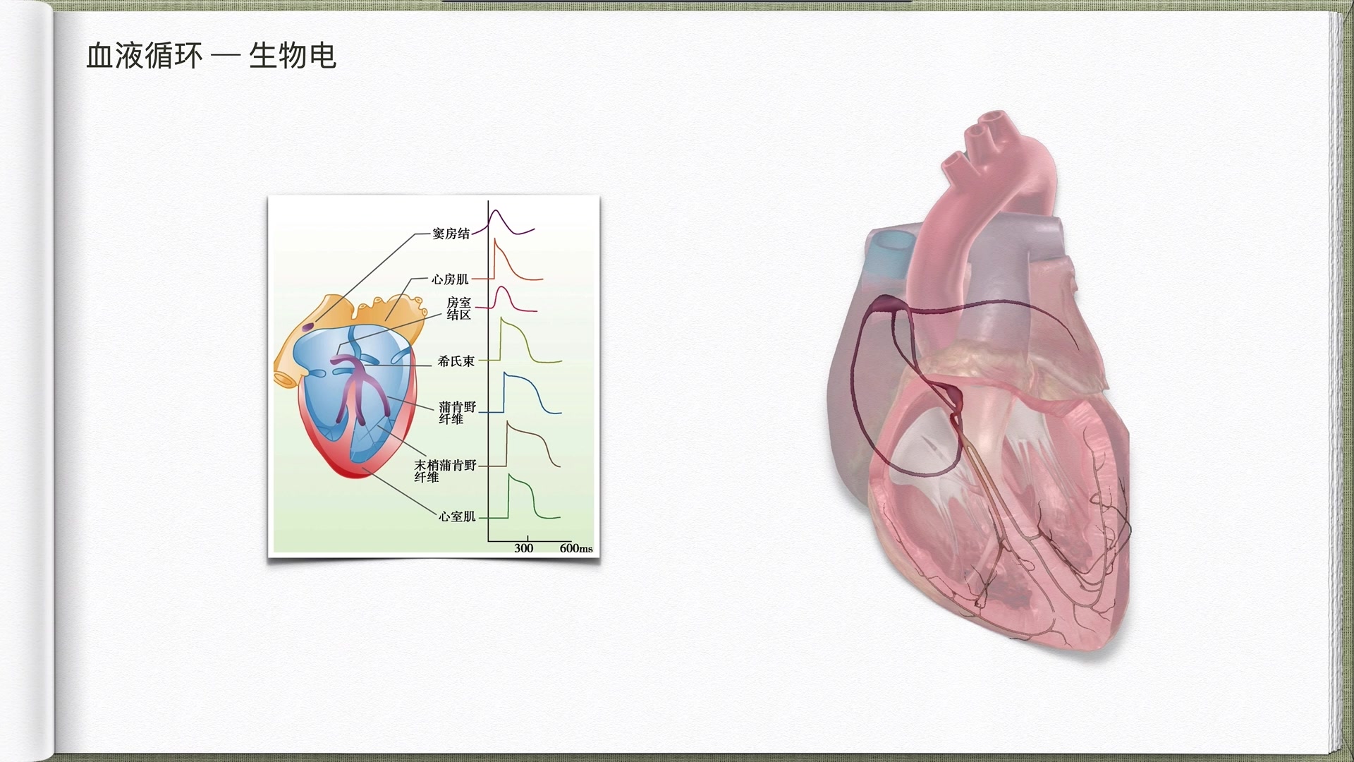 人体生理学血液循环3哔哩哔哩bilibili