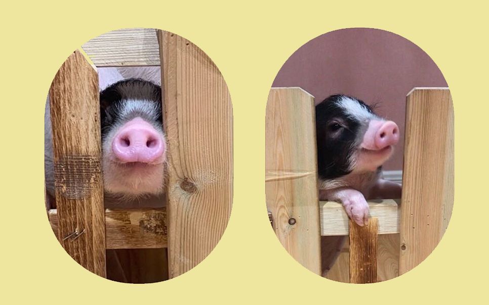 探店|撸猪vlog|猪猪们怎么这么喜欢叠罗汉捏_哔哩哔哩 (゜-゜)つロ