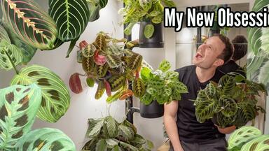 easy to care for plants Easy Care Variety Bundle